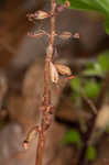 Spring coralroot